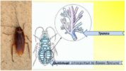 Дихателна система на хлебарка