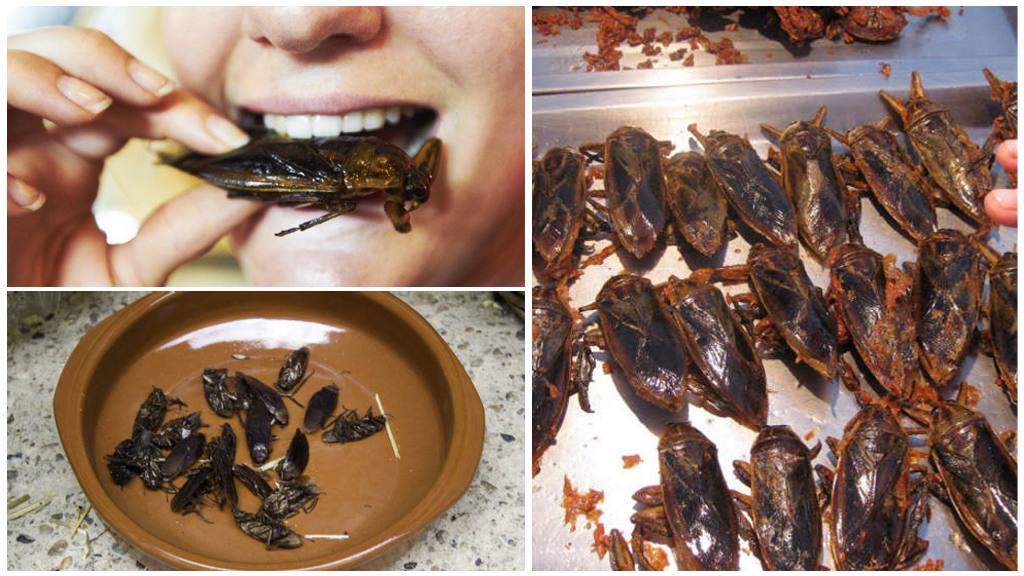 Ποιος τρώει κατσαρίδες