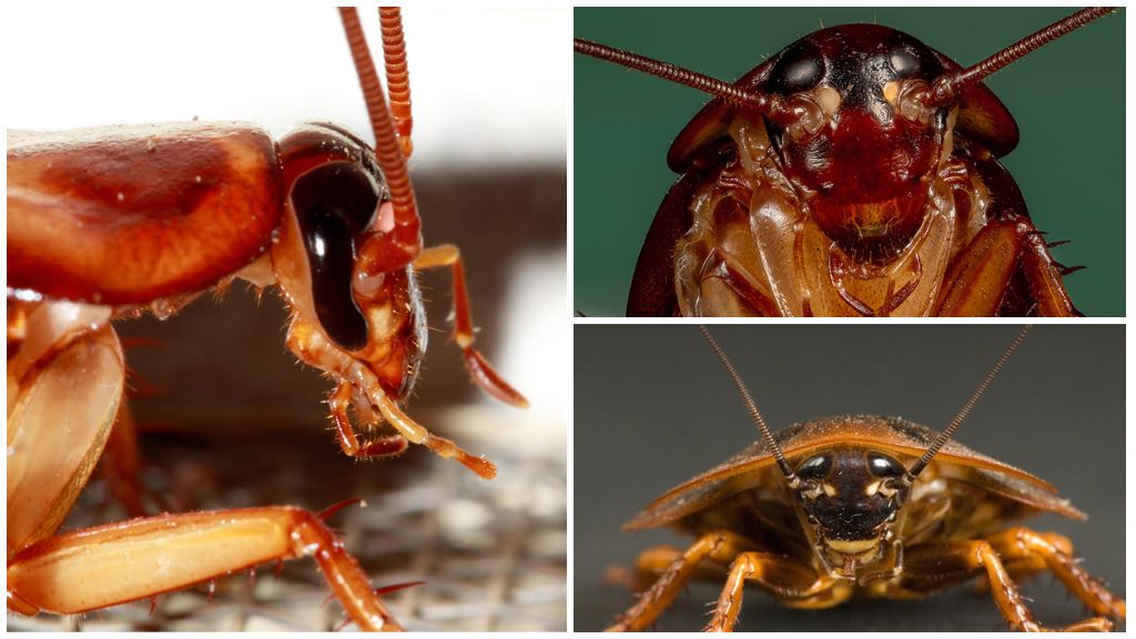 Очи на хлебарка: описание, структура и снимка
