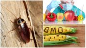 GMO och kackerlackor