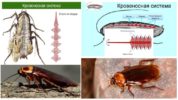 Hamamböceği dolaşım sistemi