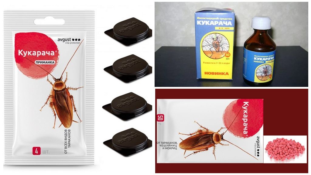 Remedies voor kakkerlakken Cucaracha
