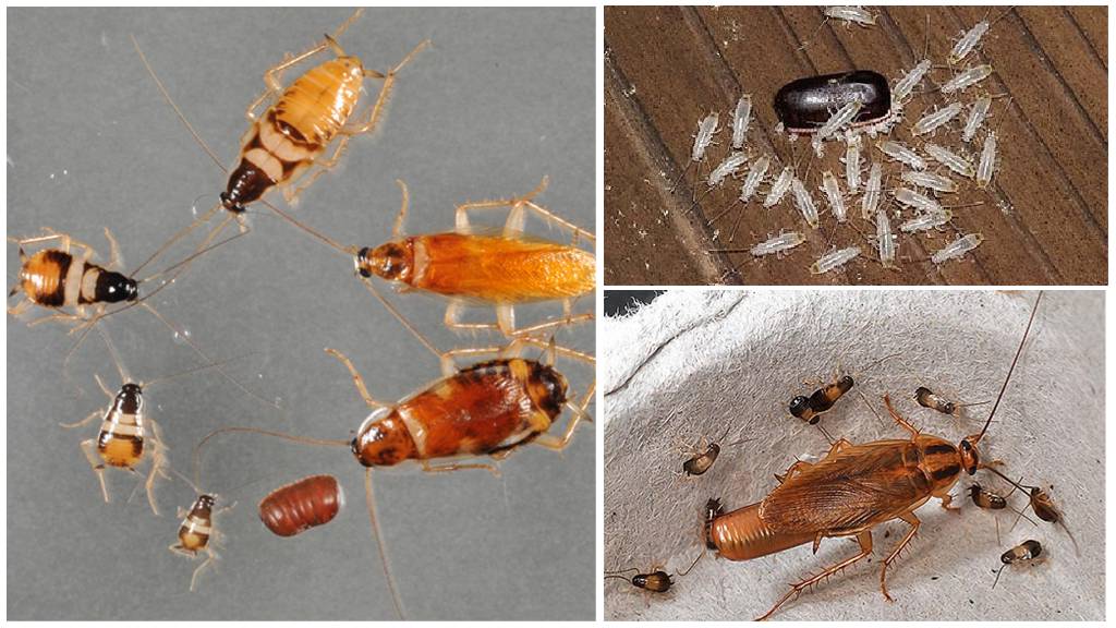 Hamam böceği larvaları neye benziyor?