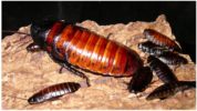 Madagaskaro tarakonai