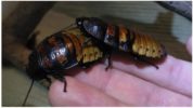 Madagaskar kackerlackor