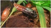 Мадагаскарски хлебарки