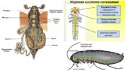 Kackerlacka nervsystem