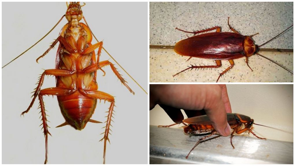 Hoeveel poten van een kakkerlak