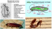 Храносмилателна система на хлебарка