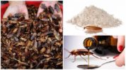 Ползите от хлебарки в медицината