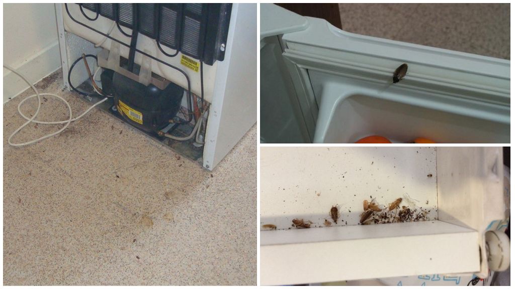 Hoe kakkerlakken in de koelkast te verwijderen