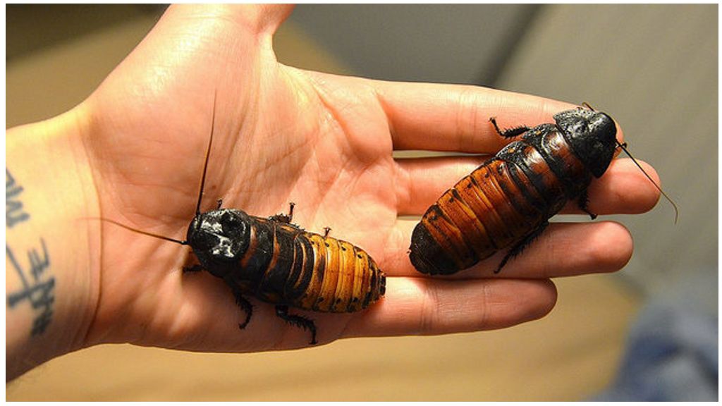 Cucarachas silbantes de Madagascar