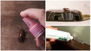 Specjalne środki na karaluchy