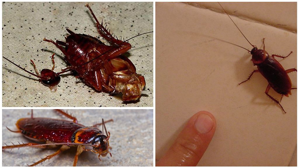 Hur länge kan en kackerlacka leva utan huvud
