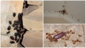 Segni della presenza di scarafaggi
