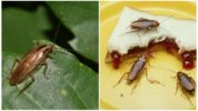 Doğada ve evde hamamböceği