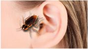 Kakkerlak kroop in het oor