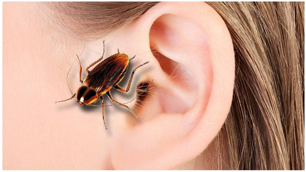 Cockroach in the ear: can this be and what to do with it