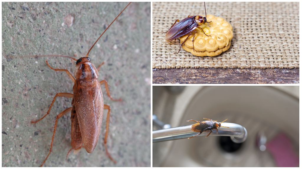 Колко дълго може да живее хлебарка без вода и храна?