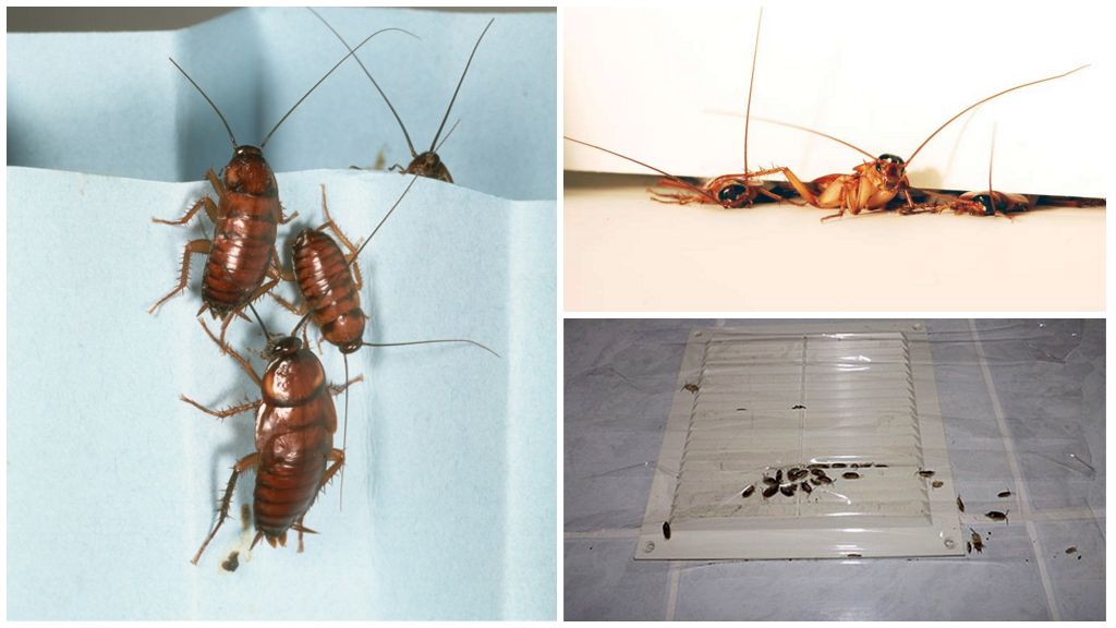 Хлебарките бягат от съседите: какво да правят и къде да се оплакват