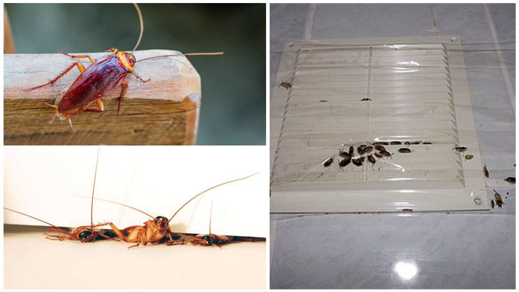 Какво причинява хлебарки в апартамента