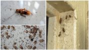 Segni di scarafaggi