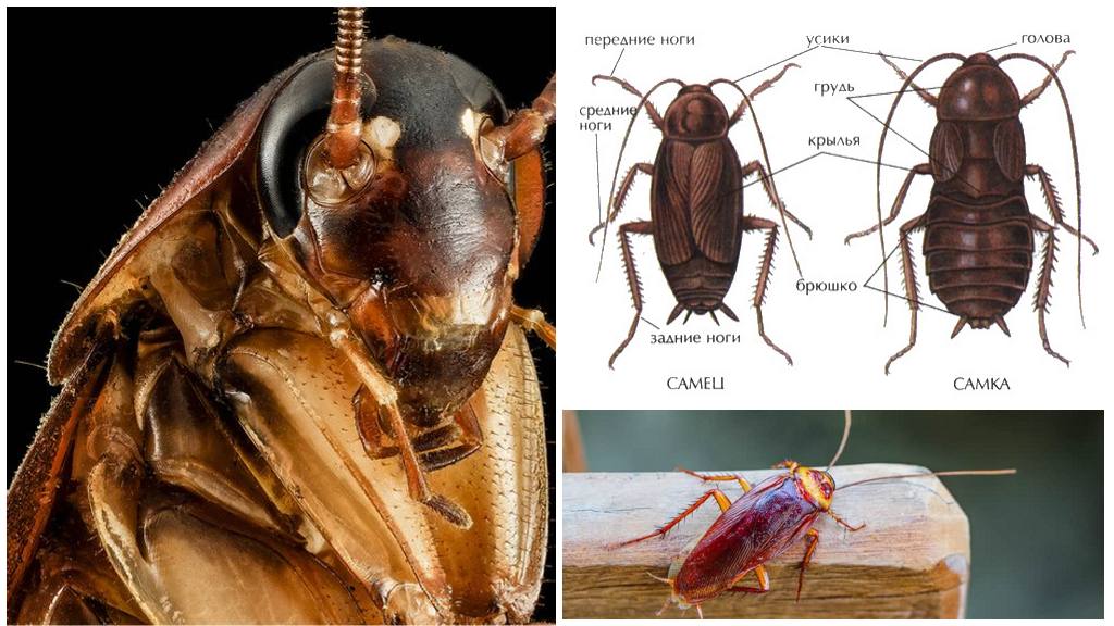 Външна и вътрешна структура на хлебарки