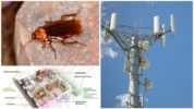 Elektromanyetik radyasyon ve hamamböceği