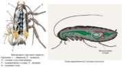 Wydalanie narządów karalucha