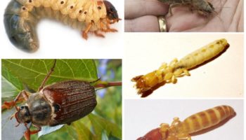 Jaka jest różnica między larwami niedźwiedzia a robakiem majowym