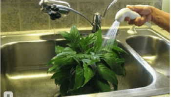 ฝักบัวอาบน้ำร้อนสำหรับพืชในร่ม - มันคืออะไรและทำไม?