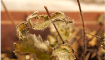 המזיקים הנוראיים ביותר בגינה: קרדית עכביש - איך להיפטר?